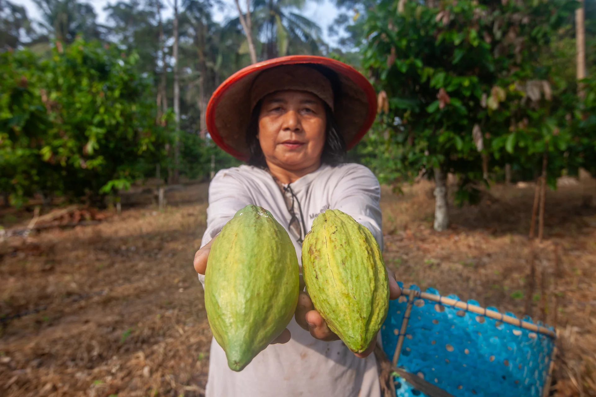 Petani mitra memegang dua buah kakao hasil panen di kebunnya