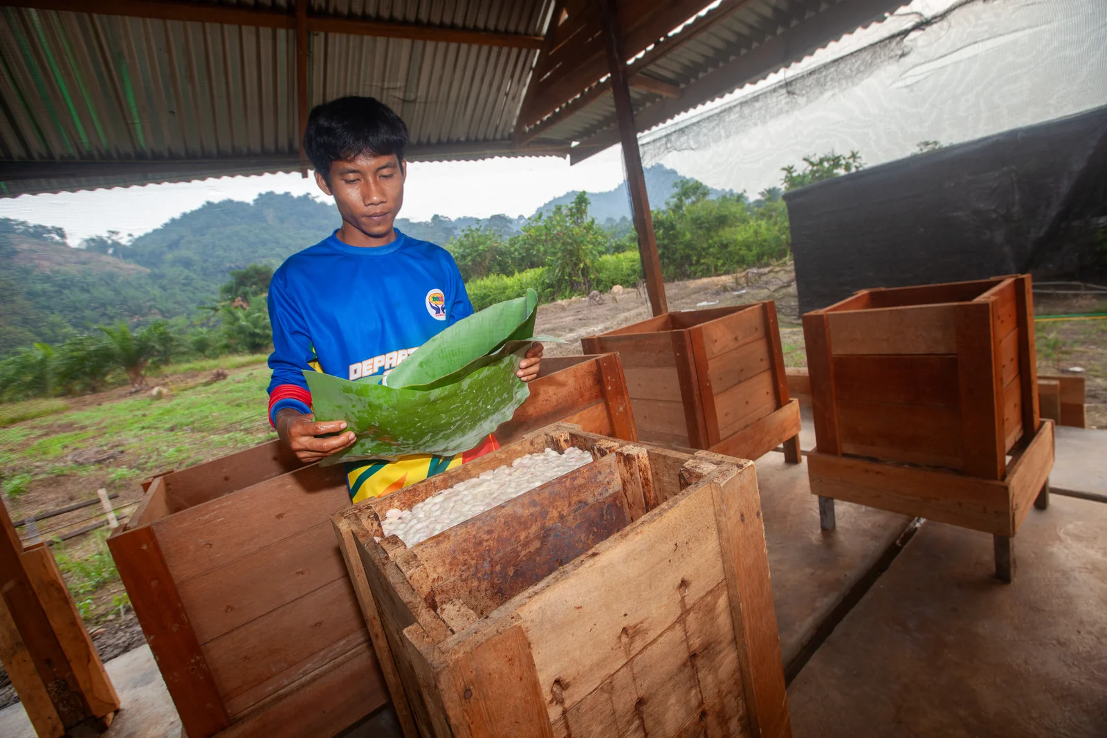 Biji kakao basah di dalam kotak fermentasi kayu, ditutup daun pisang
