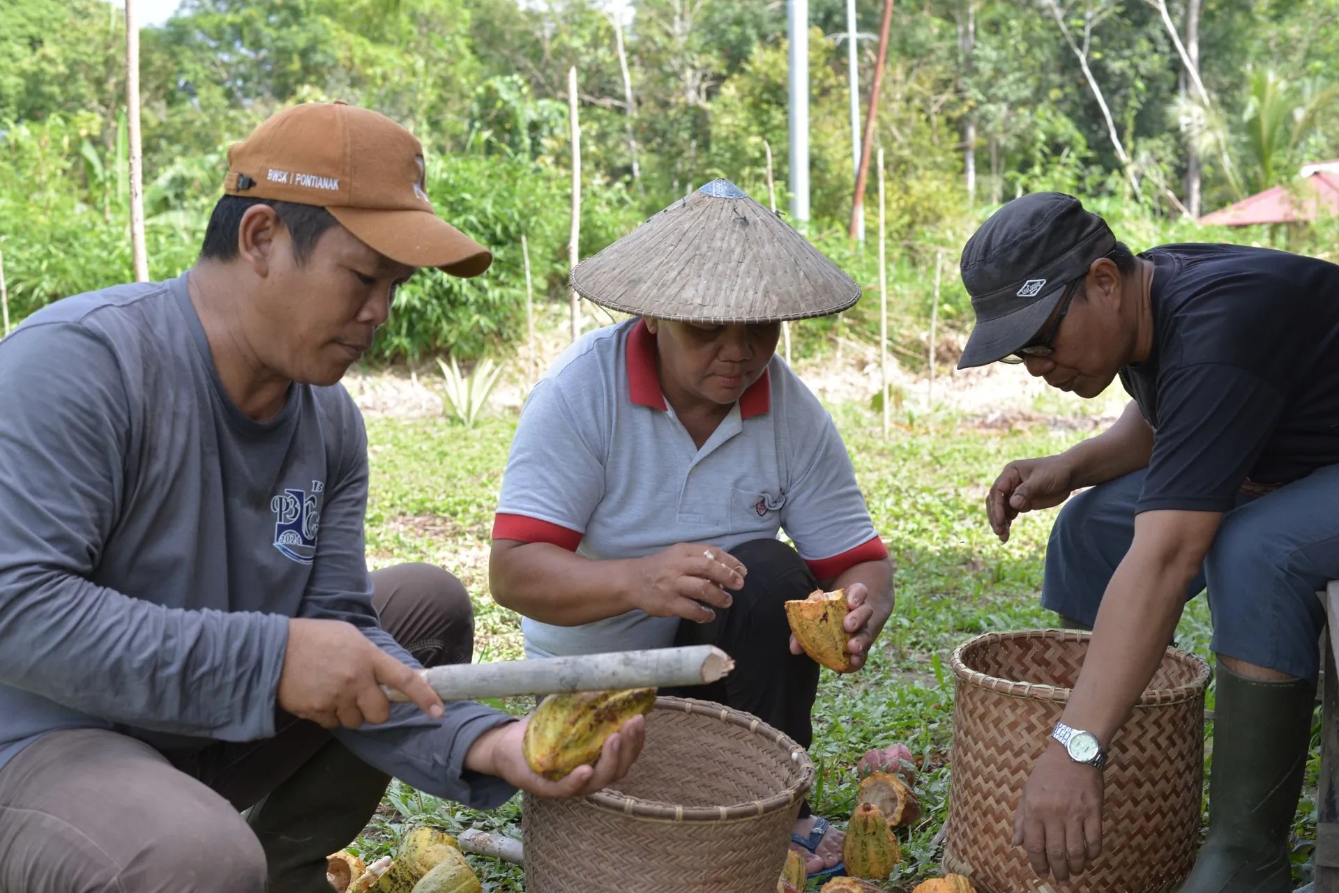 Tiga petani mitra membelah buah kakao dengan kayu di tepi keranjang anyaman bambu, memisahkan biji untuk fermentasi.