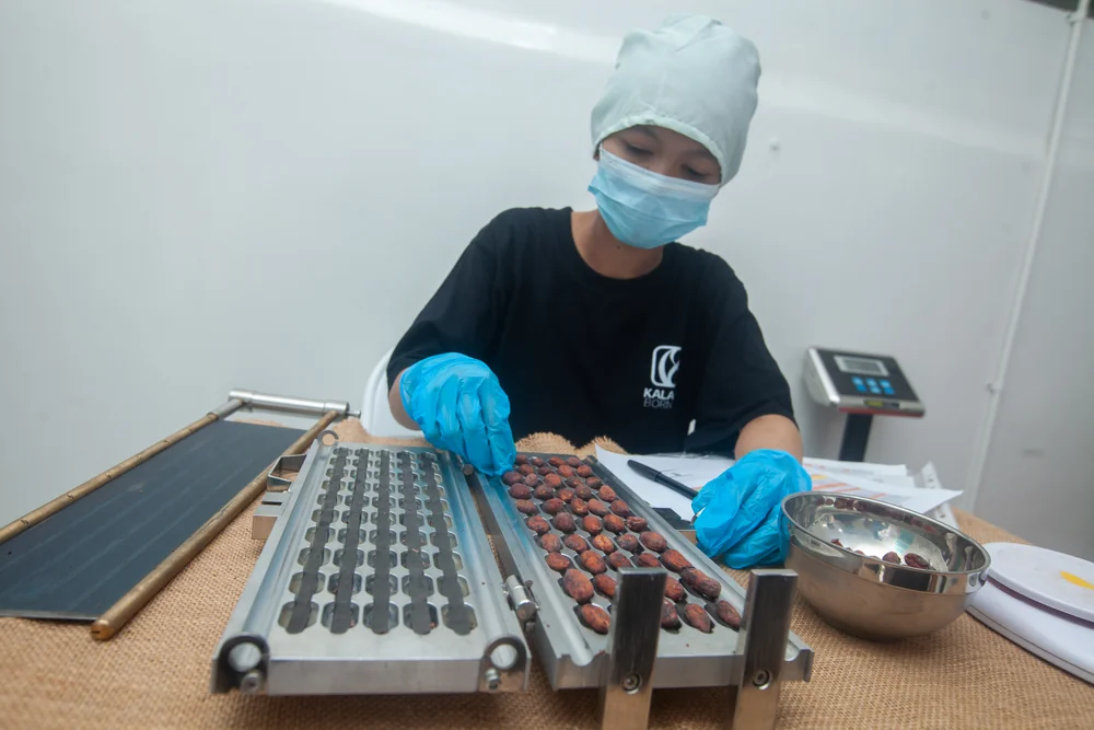 Staf memeriksa biji kakao yang dibelah pada papan uji potong