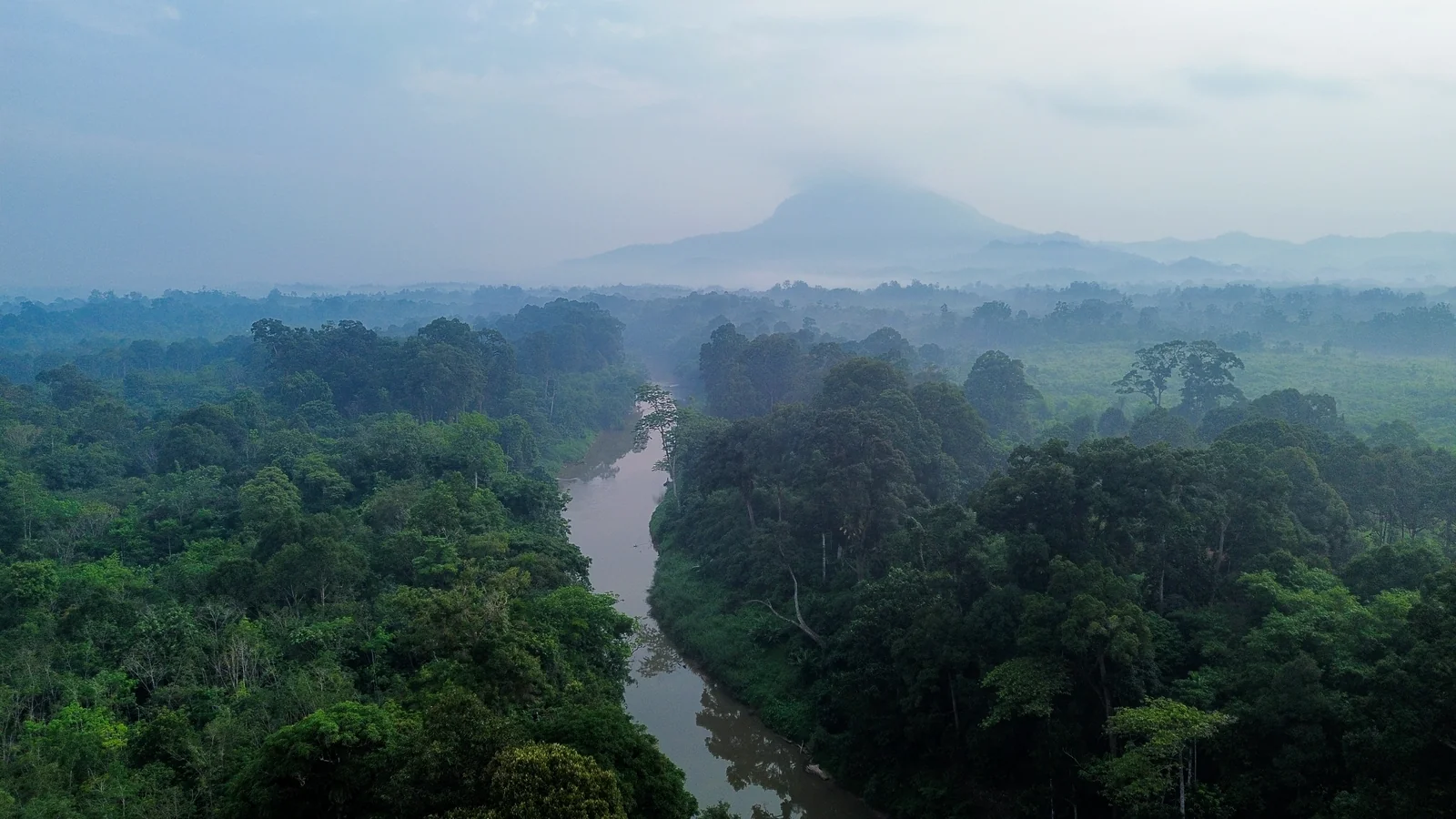 Pandangan udara sungai yang membelah tegakan hutan Kalimantan